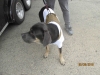 Filename=IMG_0027.JPG
Filesize=146KiB
Dimensions=1600x1200
Date added=Dec 29, 2018 IMG_0027.JPG